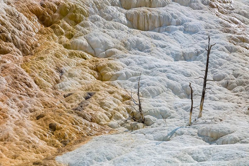 180822_107 Dead trees on a hill of calcium carbonate expelled from Palette Spring over time in the Mammoth Hot Springs area of Yellowstone National Park, Wyoming