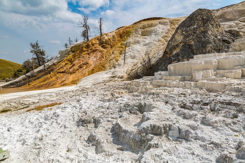 180822_110 Dead trees on a hill of calcium carbonate expelled from Palette Spring over time in the Mammoth Hot Springs area of Yellowstone National Park, Wyoming