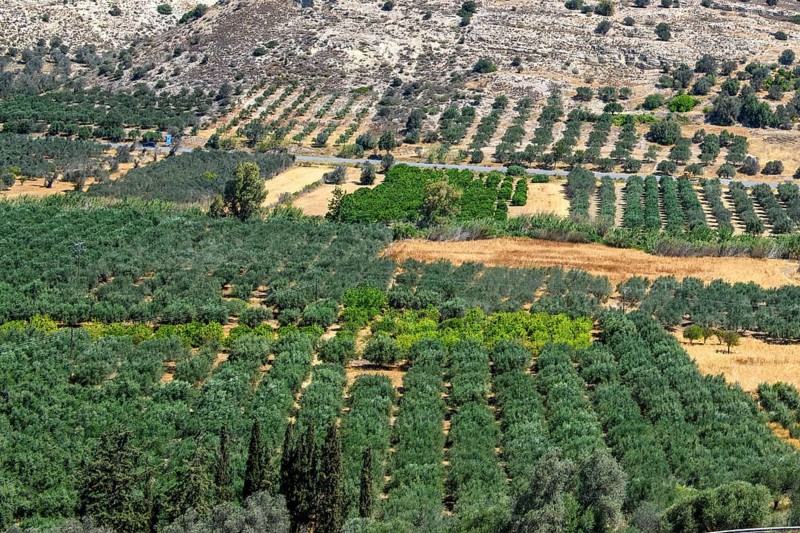 Large olive plantation, Kamilari, Crete, Greece