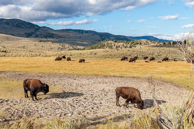 240913_221 American Bison (Bison bison) roaming the open range in Lamar Valley at Yellowstone National Park, Wyoming, USA
