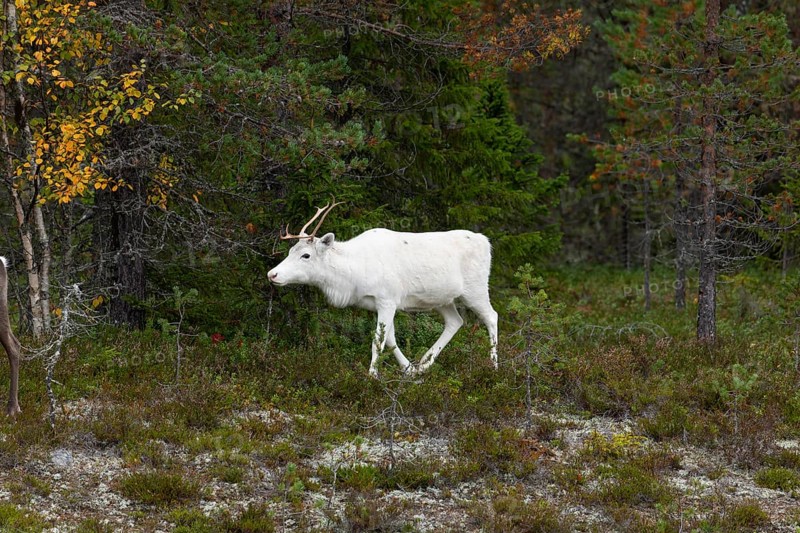 White reindeer on the edge of a forest in Sweden Lapland in autumn