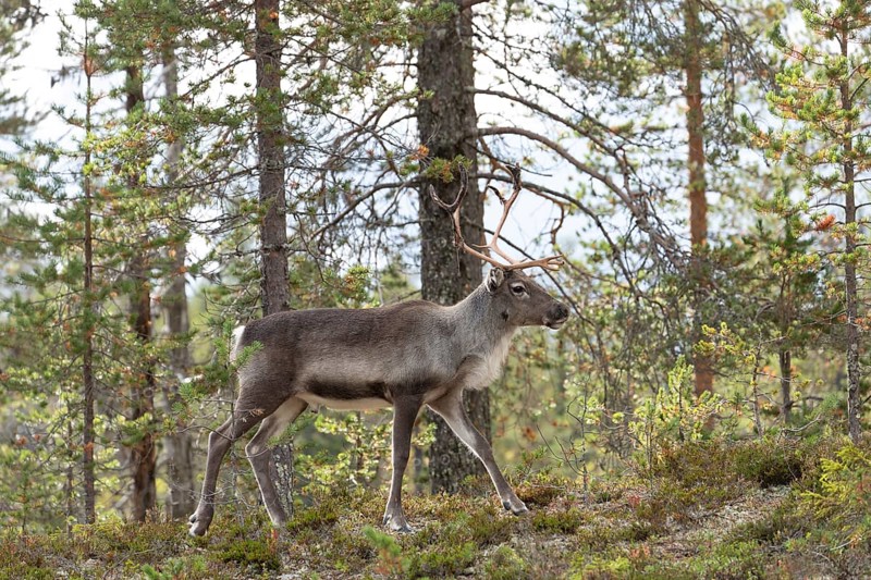 Reindeer on the edge of a forest in Swedish Lapland in autumn