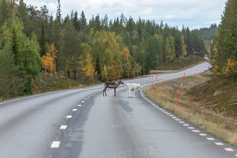 Autumn migration of reindeer on the road in northern Sweden. A reindeer defecates in the street