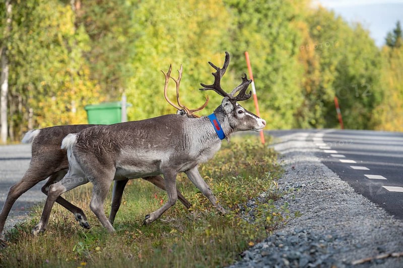 Reindeer cross the road in northern Sweden