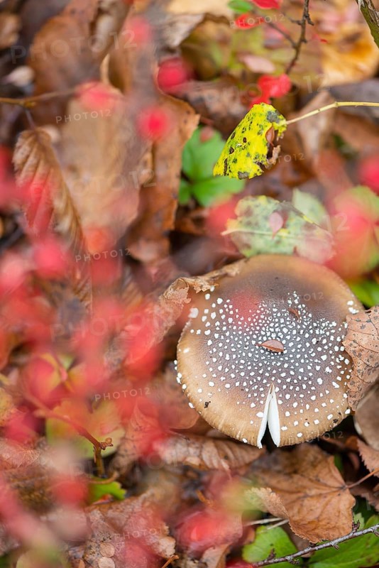 Panther mushroom (Amanita pantherina, syn. Amanitaria pantherina, Agaricus pantherinus), also panther bulge, toad stool, toad sponge, Saxon death, panther bulge, close-up, mushroom, colorful autumn leaves, leaves, leaf layer, poisonous, deadly, danger, spotted, flakes, husk remains, ringed, white stem, brown hat, Velum remains, beauty, old fruit body, forest floor, deciduous forest, Deutsch Evern, Lüneburg district, Lower Saxony, Germany