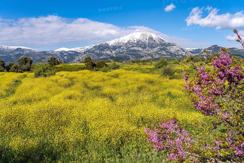 Colourful spring blossoms in front of the snow-covered Dirfys Mountains on the island of Euboea or Evia, Greece