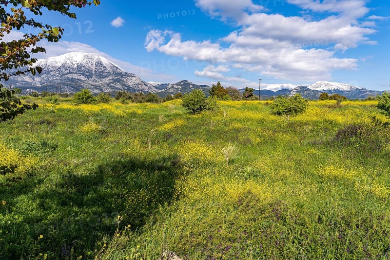 Spring flowers in front of the snow-covered Dirfys Mountains on the island of Euboea or Evia, Greece