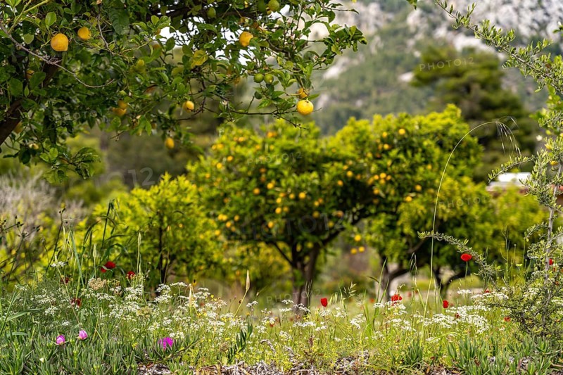 Spring flowers and lemon tree, Euboea or Evia island, Greece