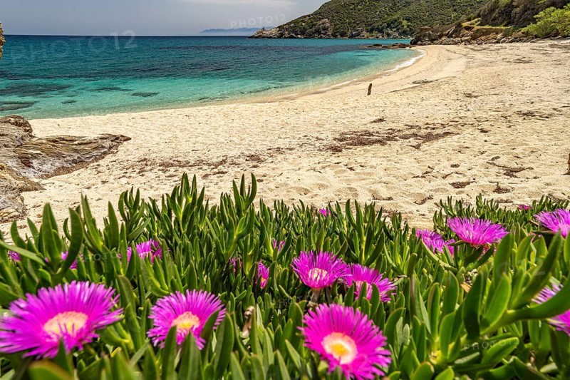 Pink midday flowers on Kalamos beach, Euboea or Evia island, Greece