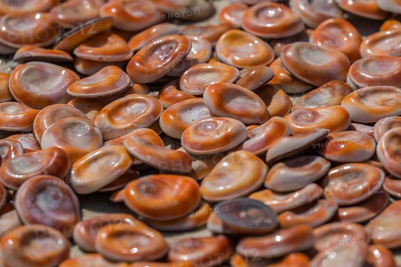 Opercula commonly known as the Eye of Saint Lucia (Occhio di Santa Lucia) . It is the calcareous lid of the Bolma rugosa rotary snail, fish market in the Old Port, Marseille, Bouches-du-Rhône departments, Provence-Alpes-Côte d'Azur region, France