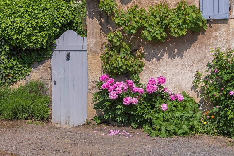 House Façade with Grapevines and Peonies, France