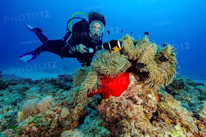 Diver looks at illuminated magnificent anemone (Radianthus crispa) formerly (Heteractis crispa) leather anemone Mauritius anemone, Indian Ocean, Mauritius