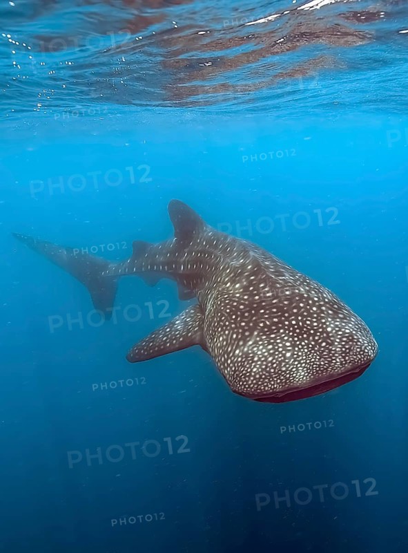 Whale shark (Rhincodon type) harmless harmless plankton-eater feeds on plankton swims through plankton-rich cloudy seawater, Indian Ocean