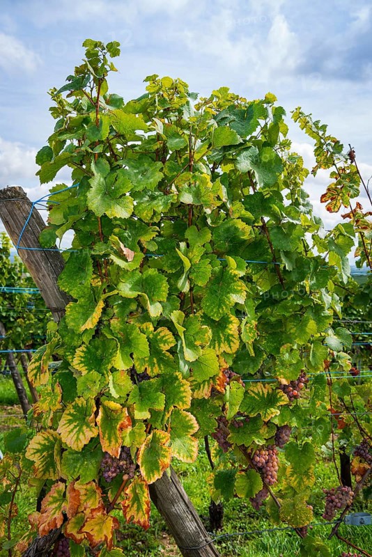 Grapevine near Riquewihr