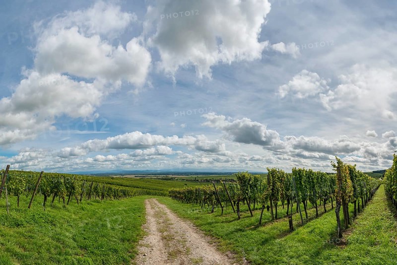 Wine-growing near Riquewihr in Alsace