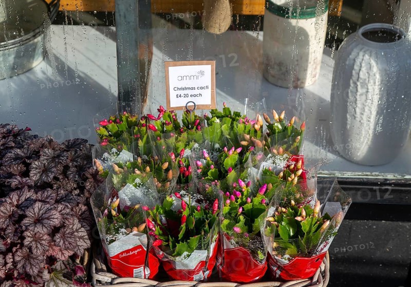 Christmas cacti plants priced for sale on display outside Ammi Flowers florist shop, Devizes, Wiltshire, England, UK