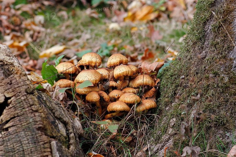 Sparry Schüppling (Pholiota squarrosa), group growing between tree trunks, North Rhine-Westphalia, Germany