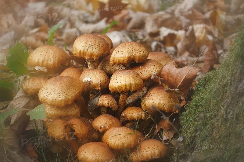 Sparry Schüppling (Pholiota squarrosa), group growing between tree trunks, with alienation, North Rhine-Westphalia, Germany