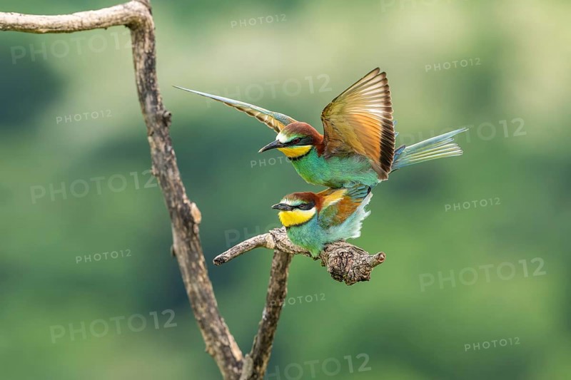 Bee-eater (Merops apiaster), birds copulating on branches, Ormoz, Slovenia