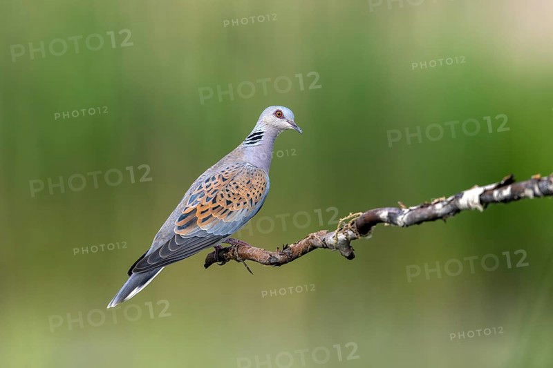 Lovebird (Streptopelia turtur), bird, sitting on branch, sideways, Subotica, Serbia