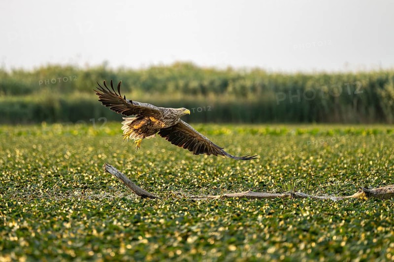 White-tailed eagle (Haliaeetus albicilla), bird, departing from Ast, Danube Delta, Romania