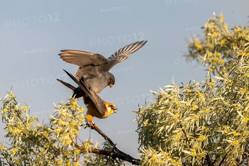 Red-footed falcon (Falco verspertinus), bird copulating on tree, Kiskunsag National Park, Hungary