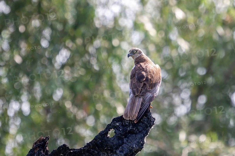 Harrier (Circus aeruginosus), bird, on tree stump, Danube Delta, Romania