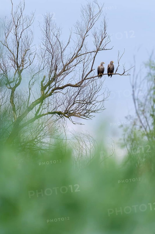 Two sea eagles (Haliaeetus albicilla), bird sitting on tree, Danube Delta, Romania