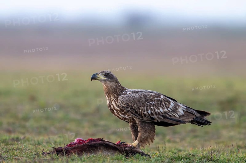 White-tailed eagle (Haliaeetus albicilla), bird, sideways, on prey, in the meadow, Kiskunsag National Park, Hungary