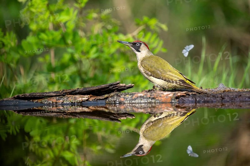 Greeting woodpecker (Picus viridis), bird, femal, sideways, on tree trunk, waterside, reflection, Kiskunsag National Park, Hungary
