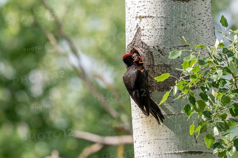 Black woodpecker (Dryocopus martius), male on a tree in front of nesting cave feeding young birds, Tiszaalpar, Hungary