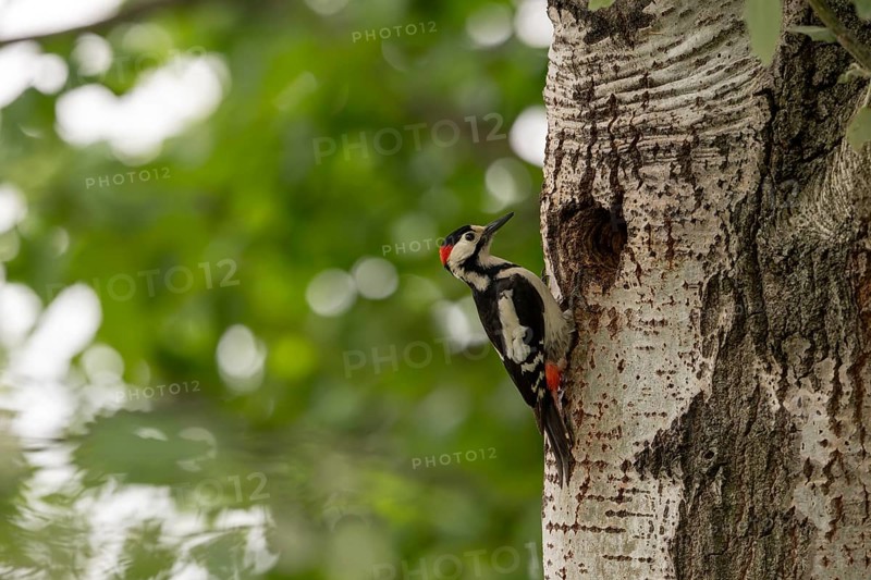 Blood woodpecker (Dendrocopos syriacus), bird, on tree trunk in front of brood cave, Tiszaalpar, Hungary