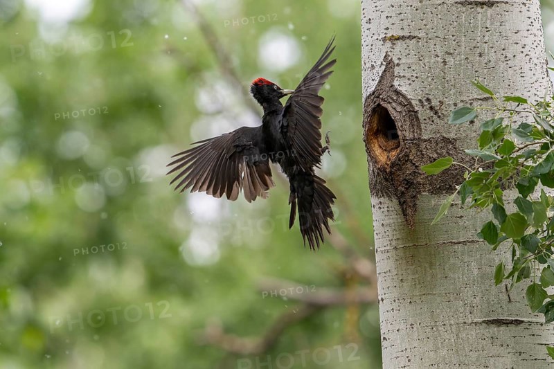Black woodpecker (Dryocopus martius), male approaching a tree to the brood cave, Tiszaalpar, Hungary