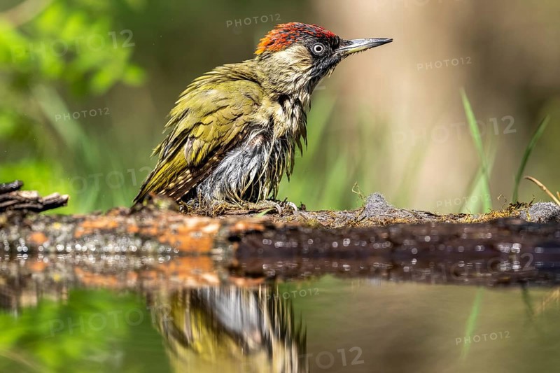Greeting woodpecker (Picus viridis), bird, juvenile, sideways, on tree trunk, waterside, reflection, Kiskunsag National Park, Hungary