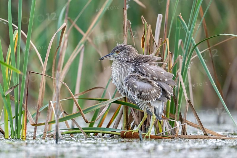 Night heron (Nycticorax nytricorax), juvenile, bird, in reeds, Kiskunsag National Park, Hungary