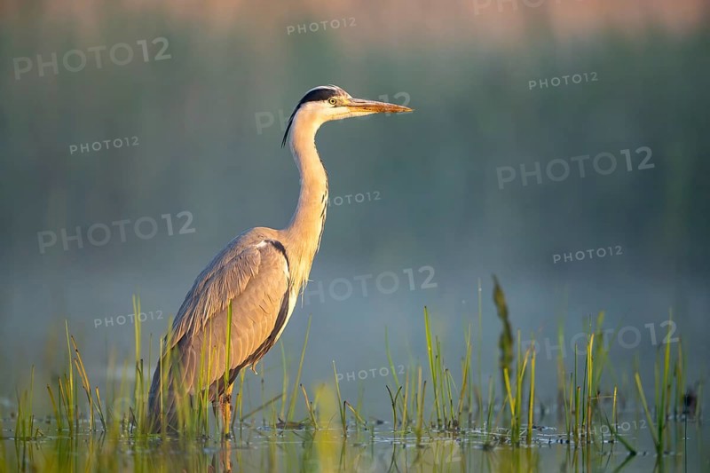 Grey heron (Ardea cinerea), bird, in water, morning light, Subotica, Serbia