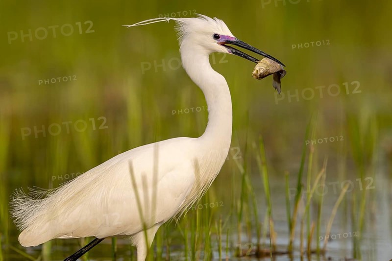 Little egret (Egretta garzetta), bird, fish in the beak, Subotica, Serbia