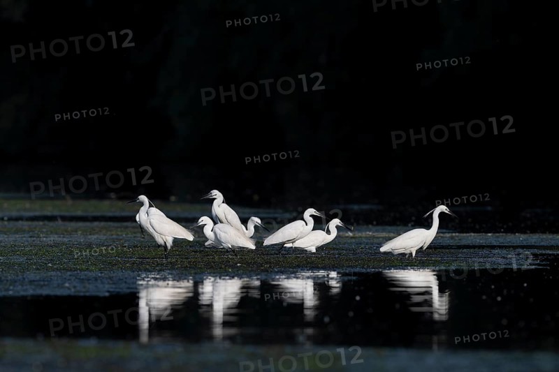 Little egrets (Egretta egretta), birds, in the Easser, Danube Delta, Romania