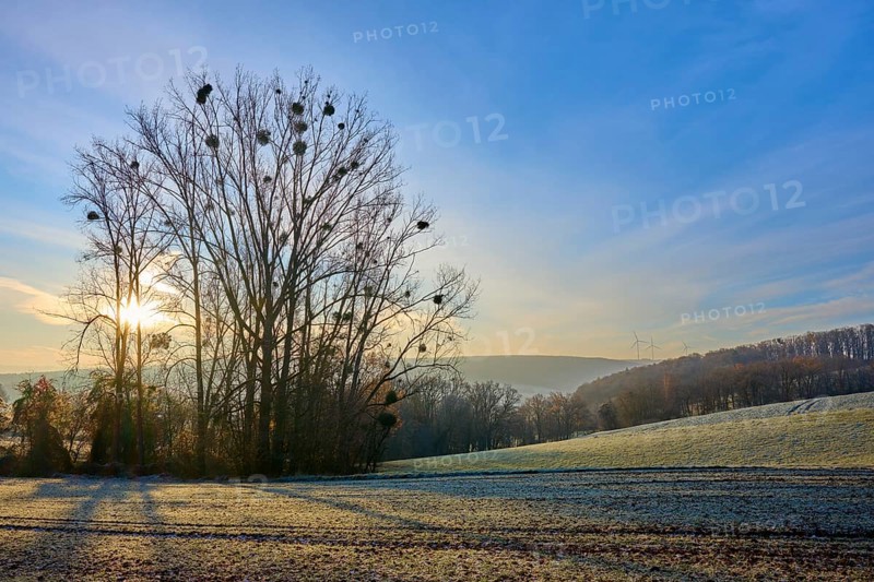 A frosty morning with sunbeams coming out from behind a group of trees, Seckmauern, Lützelbach, Odenwald, Hesse, Germany