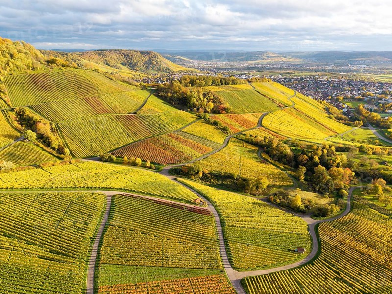 Vineyards in a variation of shades of green and yellow under a cloudy sky, autumn, near Korb im Remstal, Rems-Murr-Kreis, Baden-Württemberg, Germany