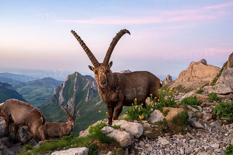 Capricorns (Capra ibex) in front of mountain panorama, male, Alpstein, Appenzell, Switzerland