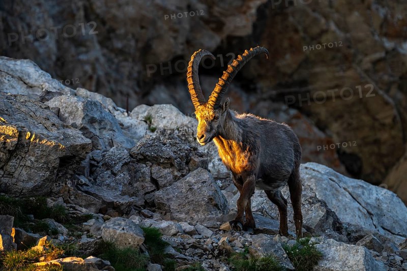 Capricorn (Capra ibex) in evening light, male, Alpstein, Appenzell, Switzerland