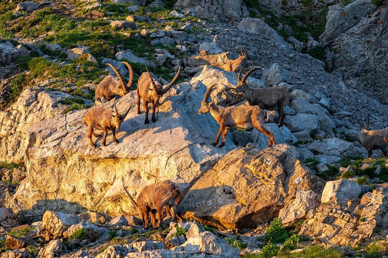 A Capra ibex pack, Alpstein, Appenzell, Switzerland
