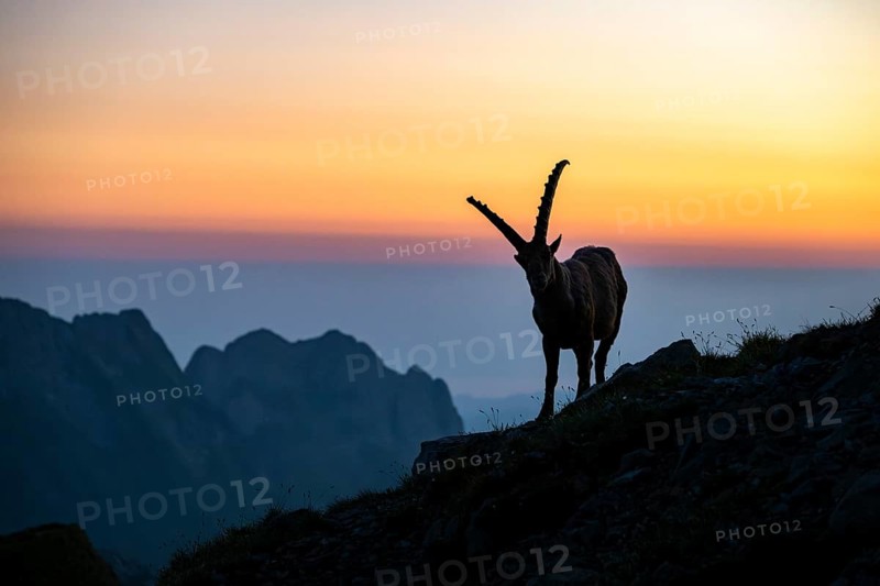 Capricorn (Capra ibex), silhouette at dusk, male, Alpstein, Appenzell, Switzerland