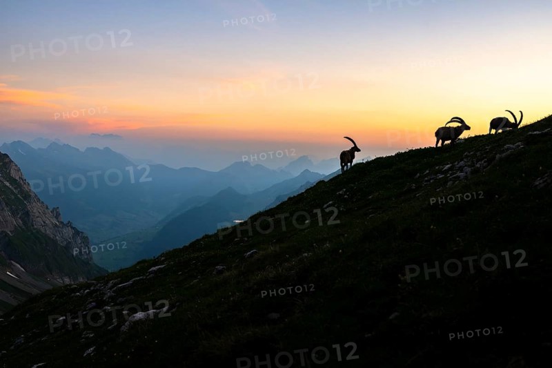 Capricorns (Capra ibex), silhouettes in front of mountain panorama at dusk, male, Alpstein, Appenzell, Switzerland