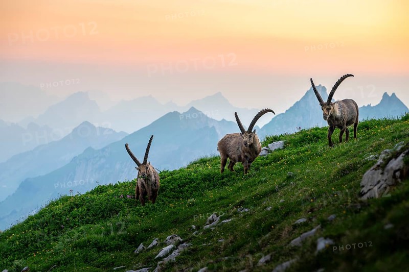 Three capricorns (Capra ibex) in front of mountain panorama at dusk, male, Alpstein, Appenzell, Switzerland