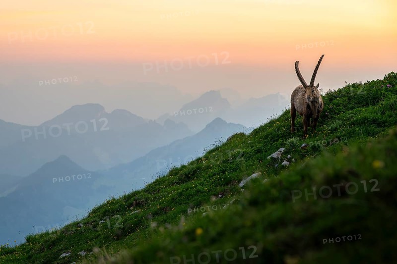 Capra ibex in front of mountain panorama at dusk, male, Alpstein, Appenzell, Switzerland