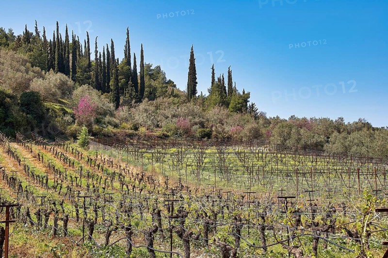 Vineyards and tall cypresses against a clear blue sky in a spring-like landscape, vineyards, Nemea, wine-growing region, Peloponnese, Greece