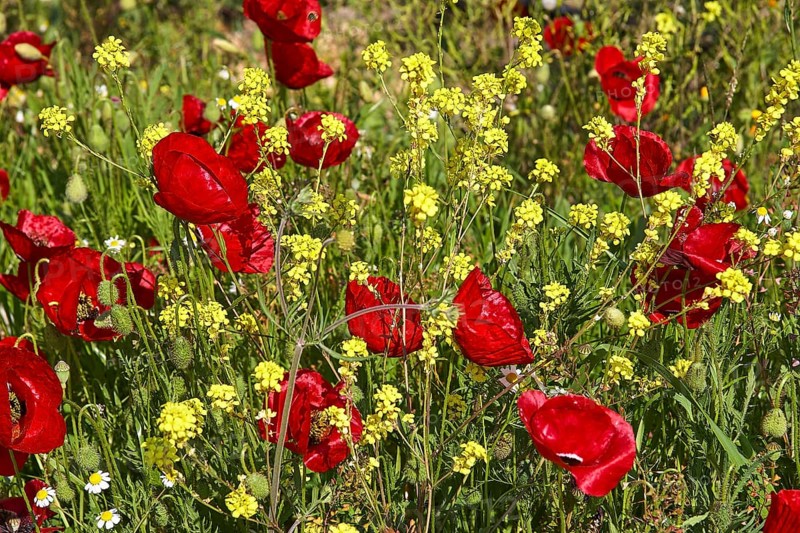 Close-up of bright red poppies and yellow flowers on a spring meadow, Nemea, Ancient Zeus Church, Archaeological Site, Peloponnese, Greece