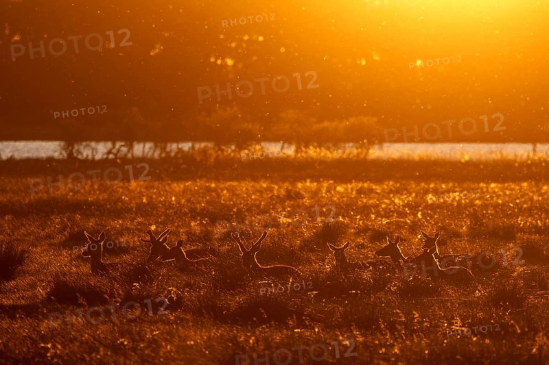 In the light of the setting sun, a deer pack (Cervus elaphus) is resting in a meadow, many animals ruminate, sunset, evening mood, Denmark
